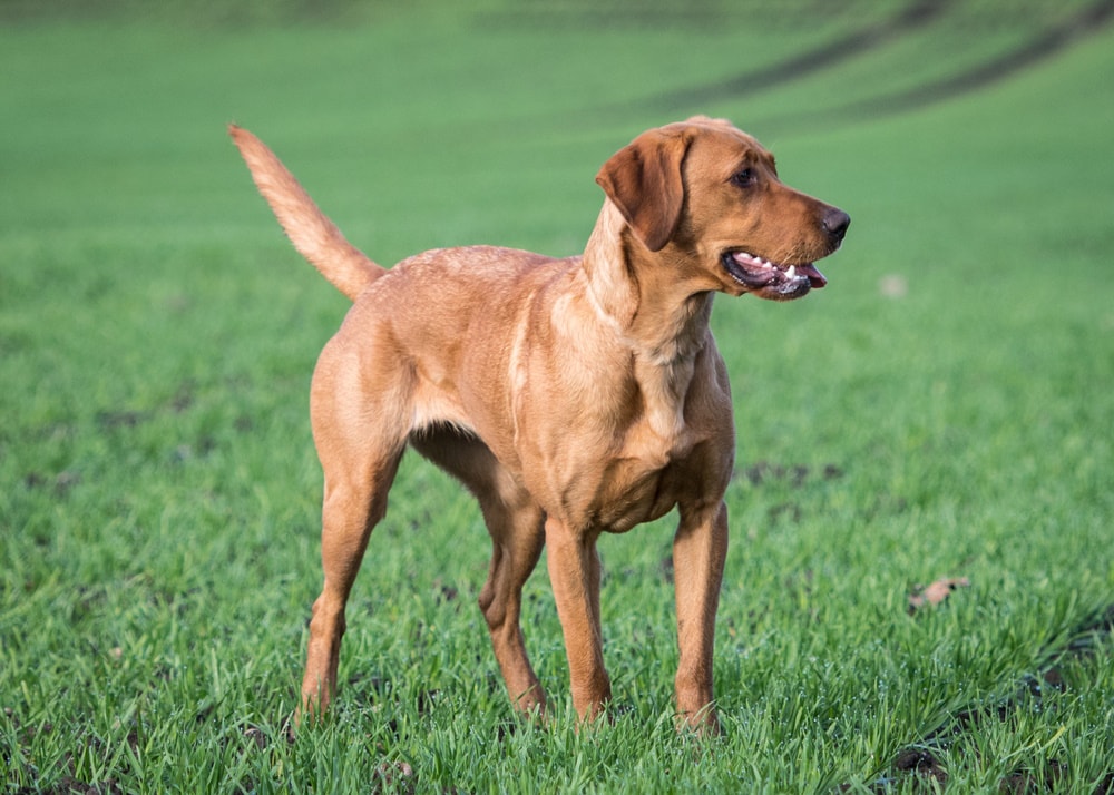 red-fox-labrador-retriever