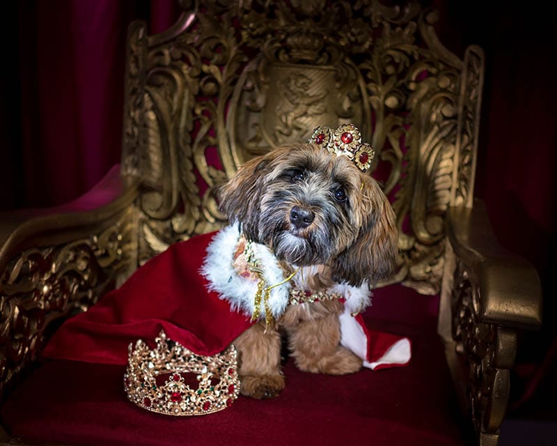 royal dog in the throne