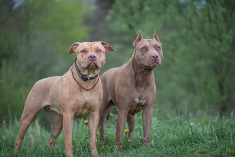 two-american-pit-bull-terriers-standing-in-the-park-one-with-cropped-ears