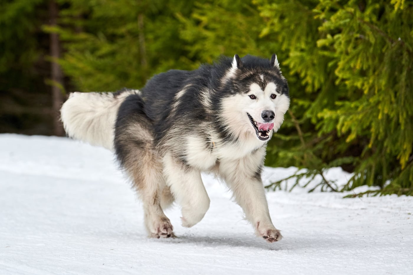 An Alaskan Malamute dog running in the snow