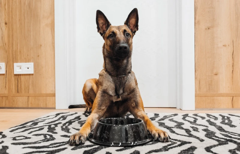 Belgian Malinois dog sitting with a bowl