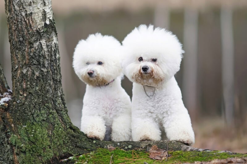 Bichon-Frise-dogs-with-stylish-haircuts-show-cut-posing-outdoors-in-a-forest