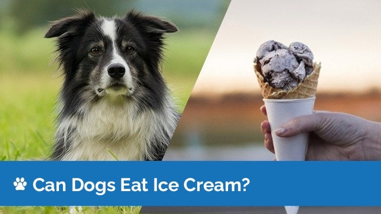 Can dogs eat ice cream