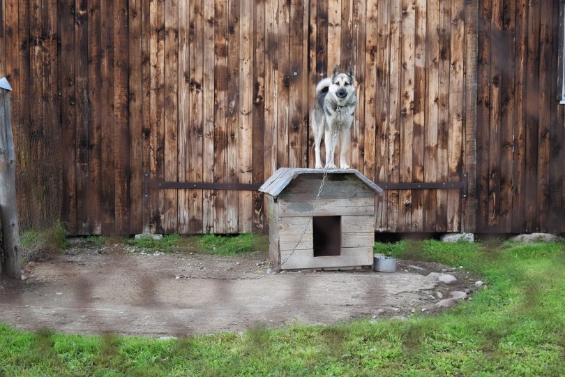Dog tied to dog house with high fence in background