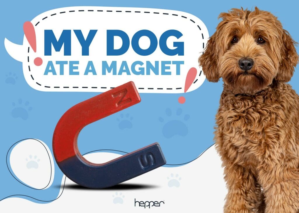 My Dog Ate a Magnet