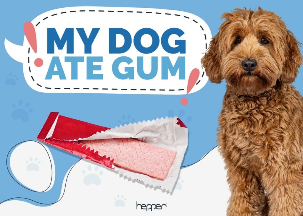 My Dog Ate Gum