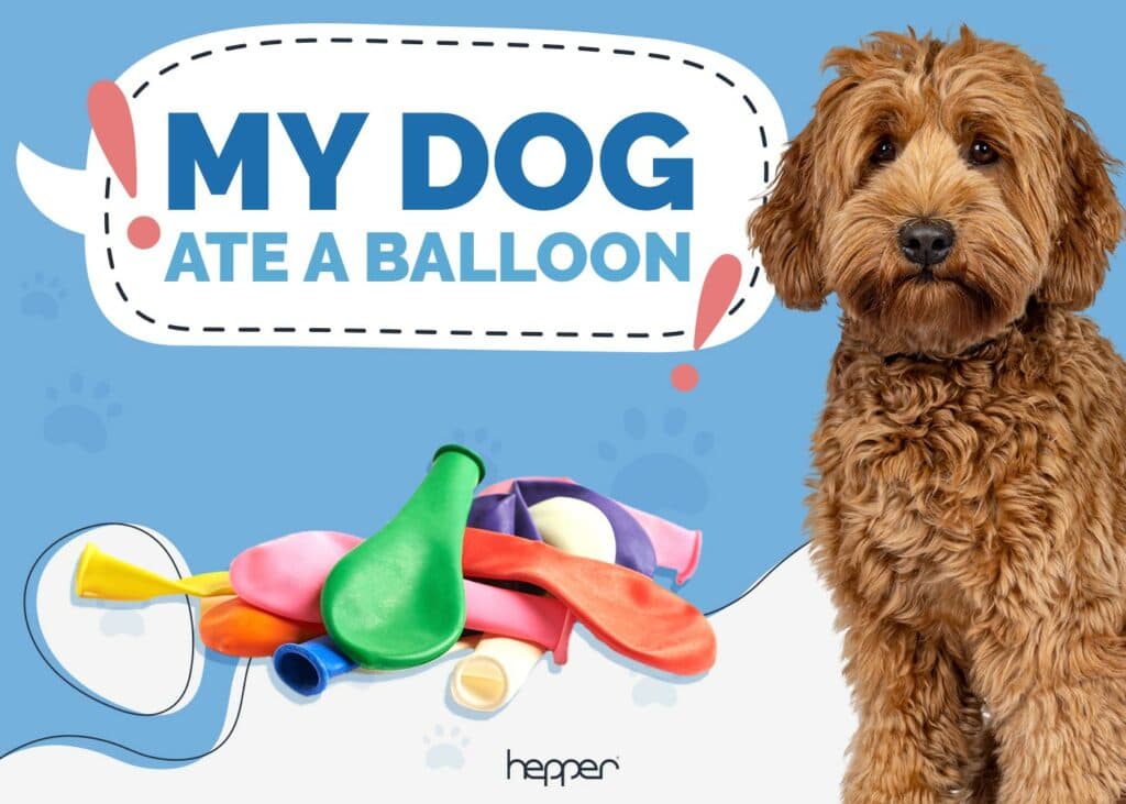 My Dog Ate a Balloon