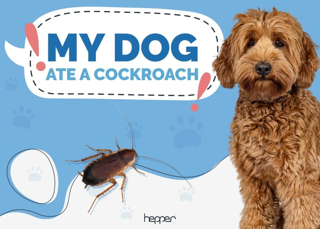 My Dog Ate a Cockroach