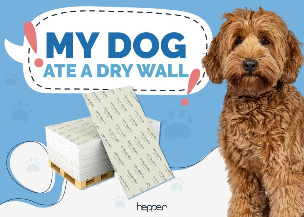 My Dog Ate Drywall