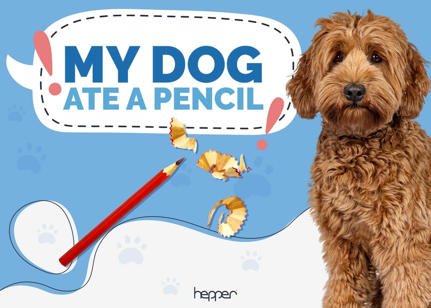 My Dog Ate a Pencil! Our Vet Explains What to Do Hepper