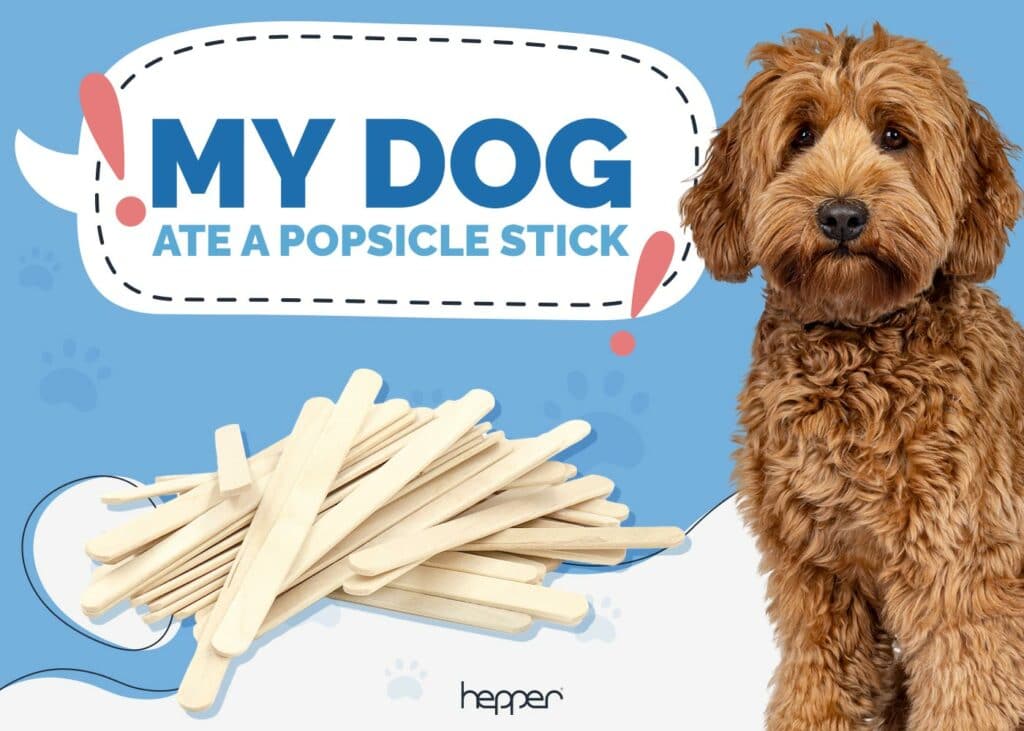 My Dog Ate a Popsicle Stick