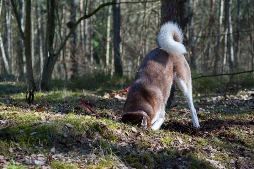 Husky digging in the dirt