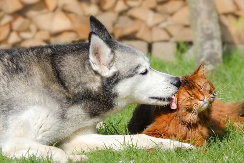 Husky licking a Somali cat in the grass