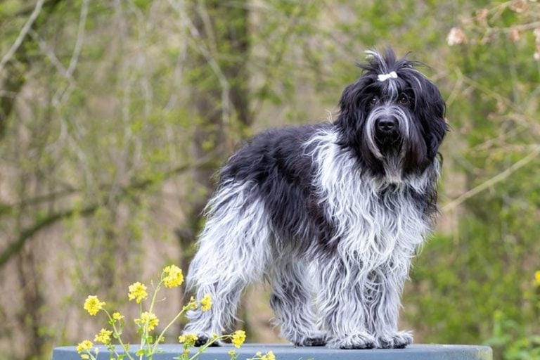 12 Dutch Dog Breeds Info, Pictures, Facts & History Hepper