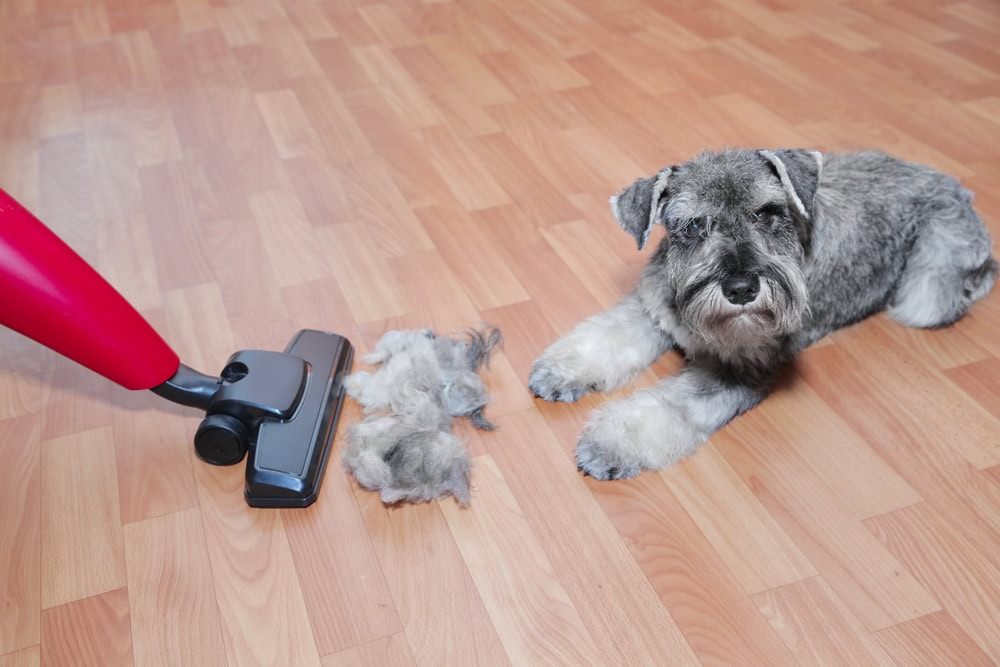 Vacuum cleaner, ball of wool hair of pet coat and schnauzer dog on the floor