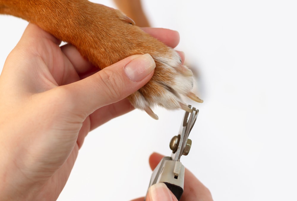 Woman clipping dog nails