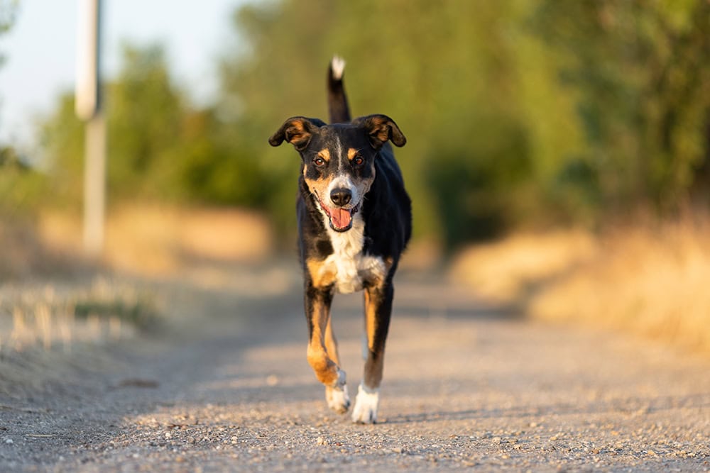 appenzeller sennenhund running in the park