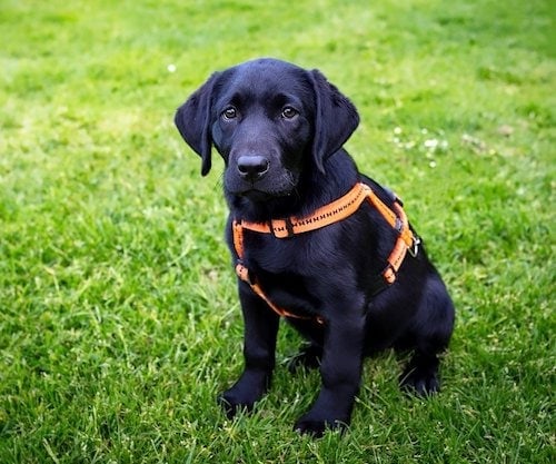 black labrador puppy in harness