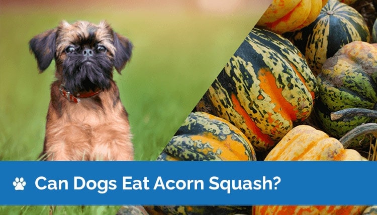 raw squash for dogs