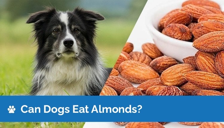 can dogs eat almonds