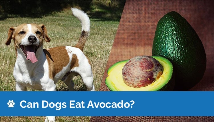 can a dog eat an avocado