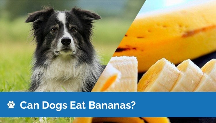 can dogs eat bananas