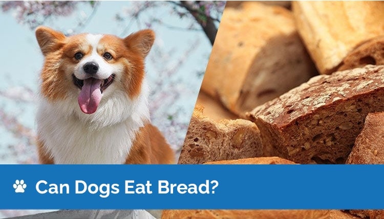 can dogs eat bread
