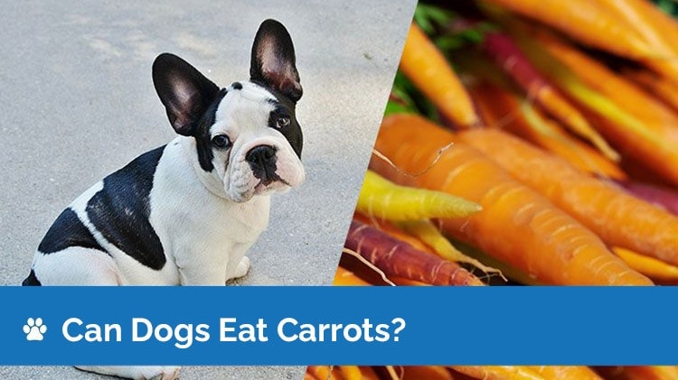 can dogs eat carrots