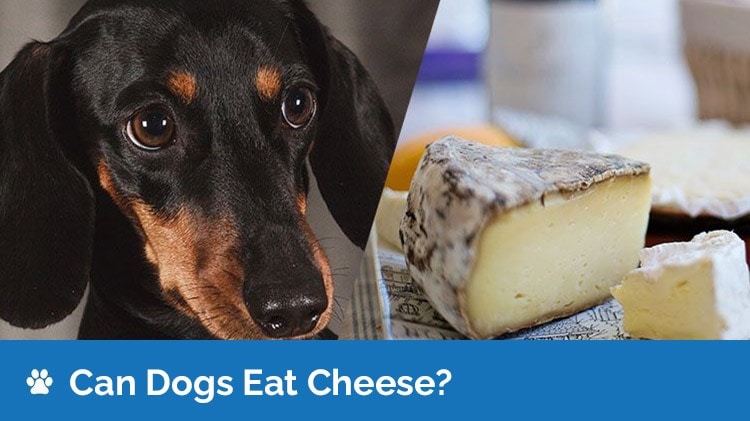 ¿Los perros pueden comer queso? - ALIMASCOTA.ES