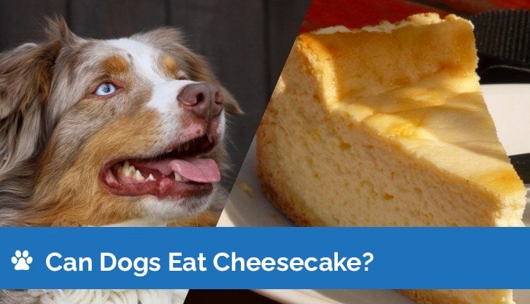 can dogs eat cheesecake header