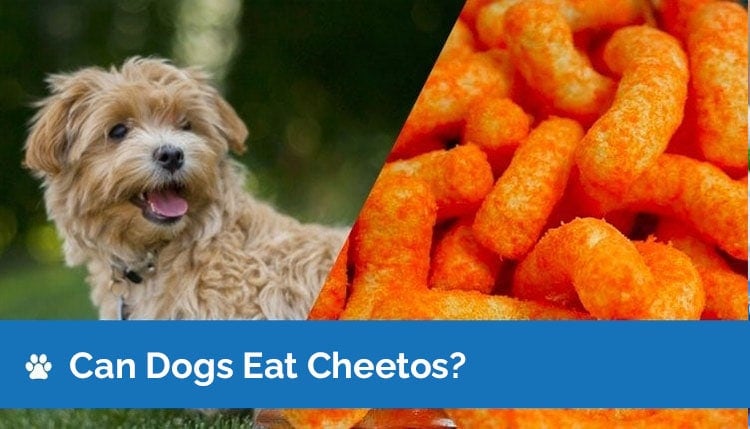 Can Dogs Eat Cheetos? Are Cheetos Safe for Dogs? - Hepper