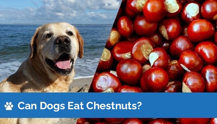 can dogs have chestnuts