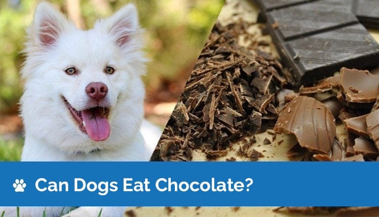 can dogs eat chocolate 2