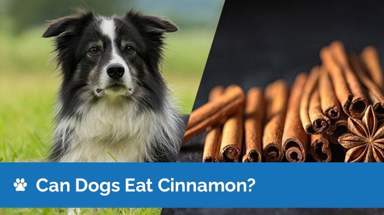 can dogs eat cinnamon