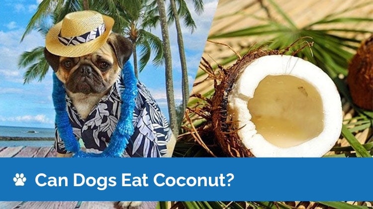 can dogs eat coconut