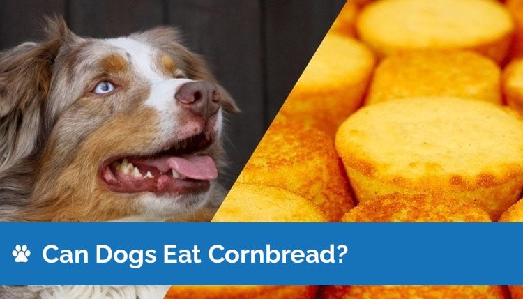 Can Dogs Eat Cornbread? Is Cornbread Safe for Dogs?