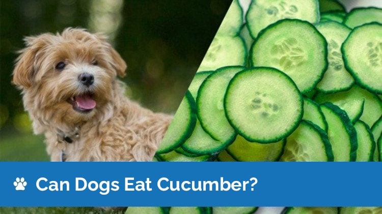 can dogs eat cucumber