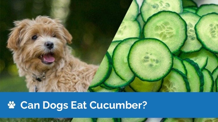 can dogs eat cucumber uk