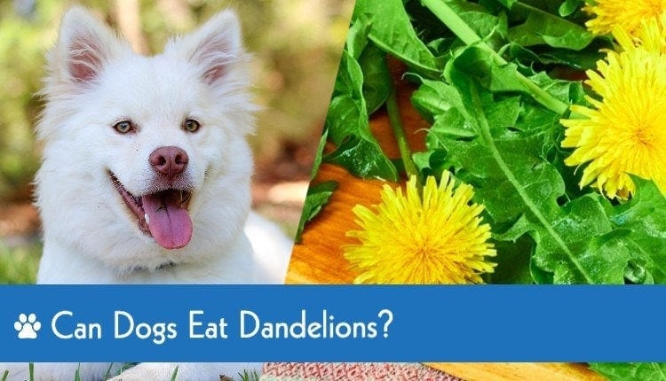 can dogs eat dandelions 2