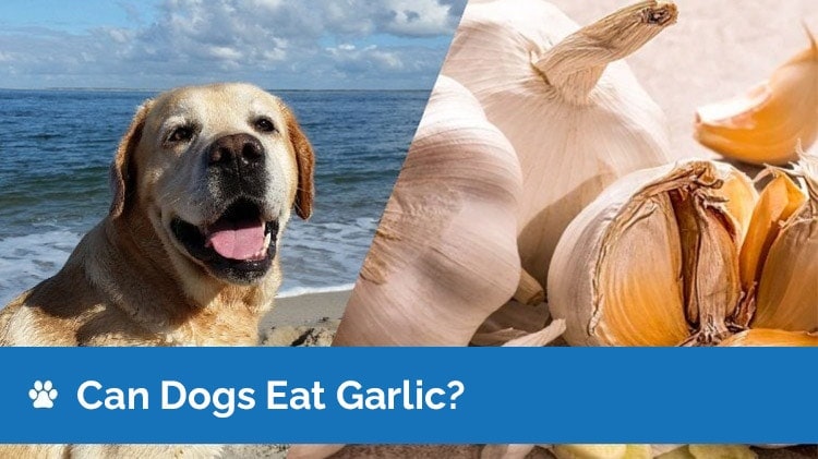 can dogs eat garlic