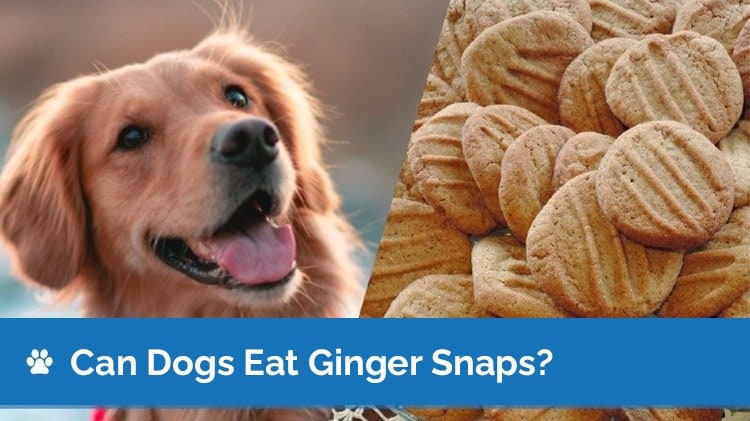 can dogs eat ginger snaps2