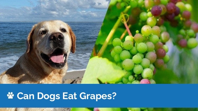 can dogs eat grapes