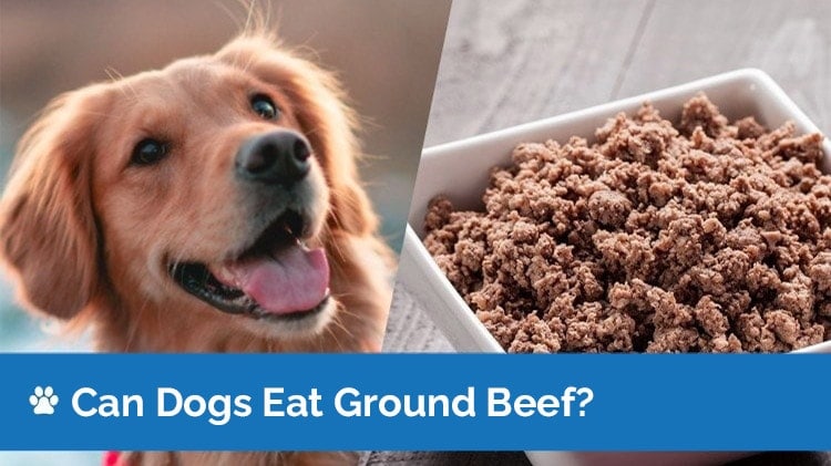 can dogs eat ground beef