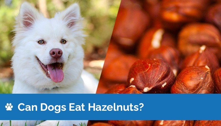 Can Dogs Eat Hazelnuts? Are Hazelnuts Safe for Dogs? (With Free Shipping) | Hepper Modern Cat Furniture