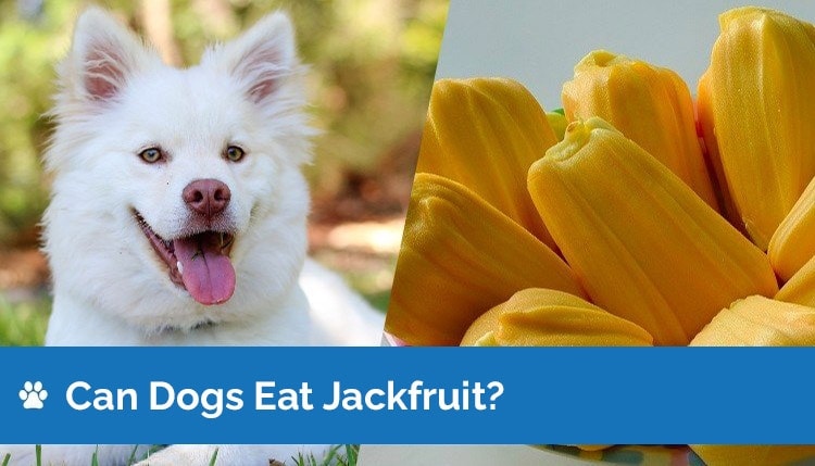 can dogs eat jackfruit graphic 2