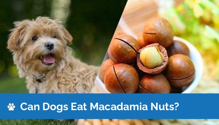 can dogs eat macadamia nuts graphic 2