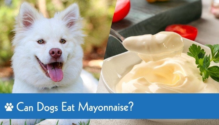 is mayo ok for dogs