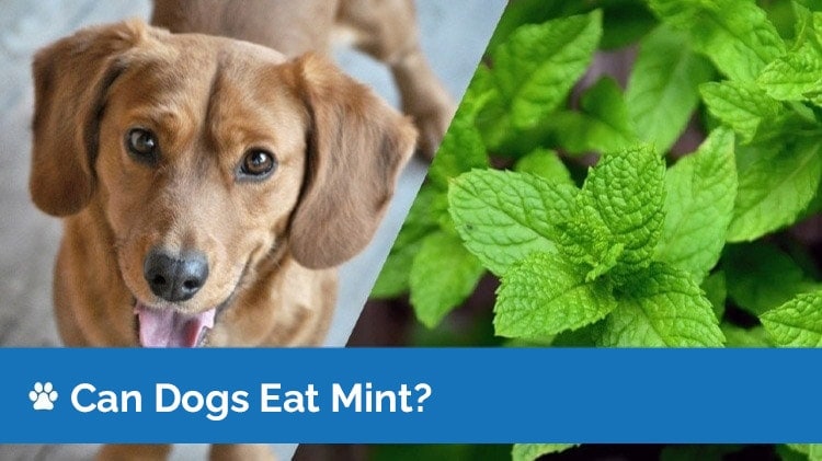 can dogs eat mint