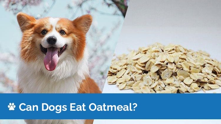 can dogs eat oatmeal