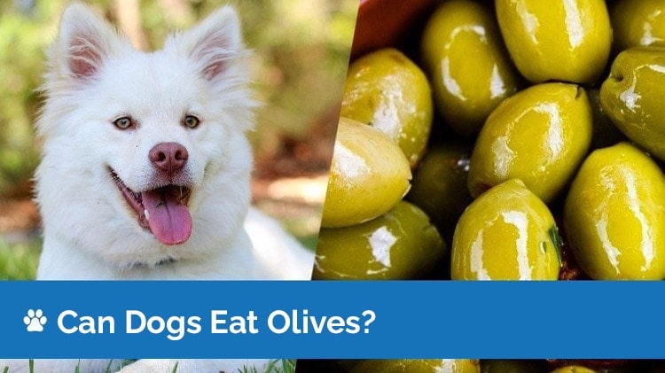 can dogs eat olives